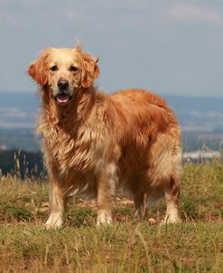 CQ2R0202 Retriever – Golden