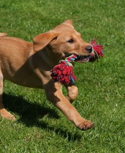 AY3V4938 Retriever – Yellow Labrador