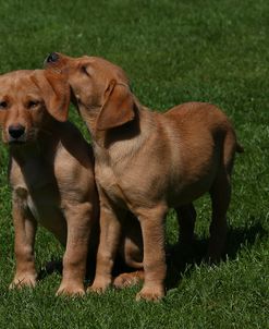 AY3V5068 Retriever – Yellow Labrador