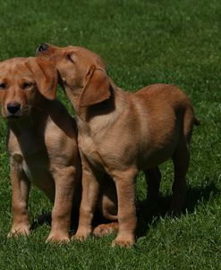 AY3V5068 Retriever – Yellow Labrador