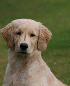 AY3V7032 Retriever – Golden