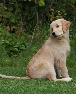 AY3V7105 Retriever – Golden