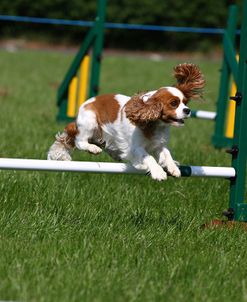 1Z5F1204 Spaniel – Cavalier King Charles