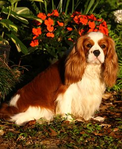 1Z5F8013 Spaniel – Cavalier King Charles