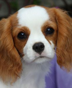 AV4C8839 Spaniel – Cavalier King Charles