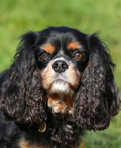 AY3V3703 Spaniel – Cavalier King Charles