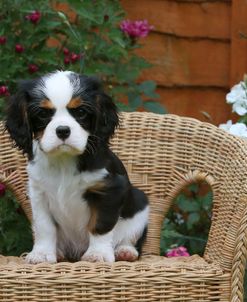 AY3V7460 Spaniel – Cavalier King Charles