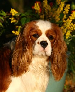 1Z5F8039 Spaniel – Cavalier King Charles