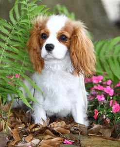 AV4C5939 Spaniel – Cavalier King Charles