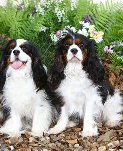 AV4C6003 Spaniel – Cavalier King Charles