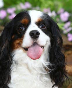 AV4C6005 Spaniel – Cavalier King Charles