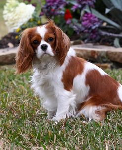 CQ2R0768 Spaniel – Cavalier King Charles