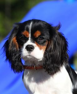 CQ2R0809 Spaniel – Cavalier King Charles