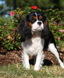 CQ2R0856 Spaniel – Cavalier King Charles