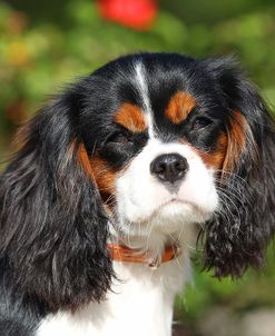 CQ2R0883 Spaniel – Cavalier King Charles