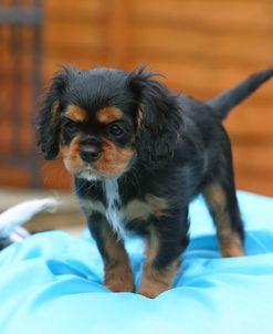 AY3V7535 Spaniel – Cavalier King Charles