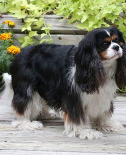 B56I0827 Spaniel – Cavalier King Charles