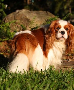 CQ2R0491 Spaniel – Cavalier King Charles