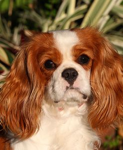 CQ2R0564 Spaniel – Cavalier King Charles