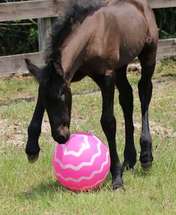 1C9A0062 Friesian Foal Playing With Ball, Bluffview Clydesdales and Friesians, FL