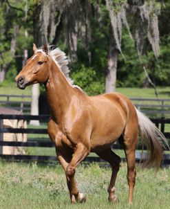 1C9A0072 Palomino Warmblood, Owned By Jean Thornton, FL