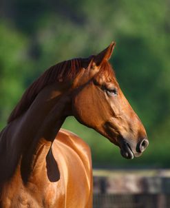 1Z5F8142 Canadian Sport Horse, Kingridge Stables, FL