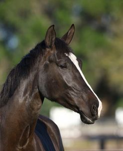 1Z5F8261 Canadian Sport Horse, Kingridge Stables, FL