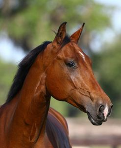 1Z5F8440 Canadian Sport Horse, Kingridge Stables, FL