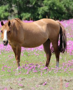 1C9A0519 Quarter Horses In Flowers, FL