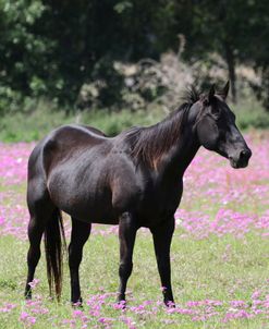 1C9A0566 Quarter Horses In Flowers, FL