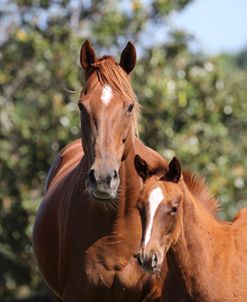 1C9A9099 Thoroughbred Mare and Foal, Y-Lo Racing Stables, FL