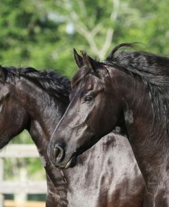 1C9A9472 Friesians, Bluffview Clydesdales and Friesians, FL