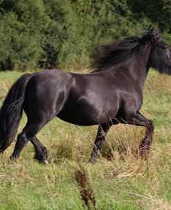 A21C1500 Fell Pony, Severnvale Fells, UK