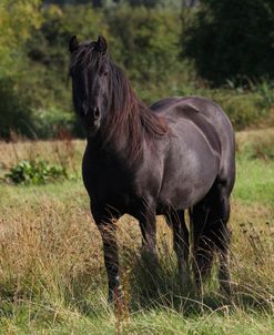 A21C1510 Fell Pony, Severnvale Fells, UK