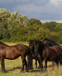 A21C1767 Fell Ponies, Severnvale Fells, UK