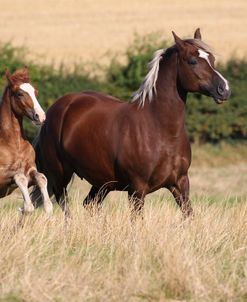 A21C1973 Welsh Section D Cob Mare and Foal, Wishaw Stud, UK