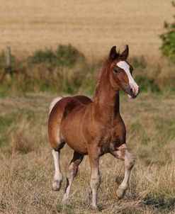 A21C2029 Welsh Section D Cob Foal, Wishaw Stud, UKA