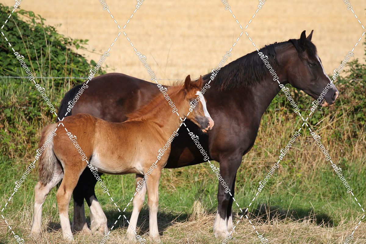 A21C2048 Welsh Section D Cob Mare and Foal, Wishaw Stud, UKA