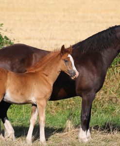 A21C2048 Welsh Section D Cob Mare and Foal, Wishaw Stud, UKA
