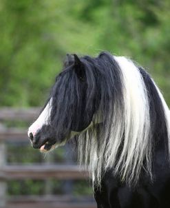 1Z5F8681 Gypsy Vanner Stallion, WR Ranch, FL