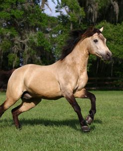 1Z5F8945 Conemara Stallion, Owned By Nancy Kilcrease, Under The Son Farm, FL