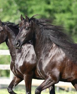 1Z5F9359 Friesians, Bluffview Clydesdales and Friesians, FL