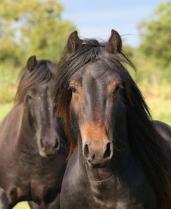 A21C1478 Fell Ponies, Severnvale Fells, UK