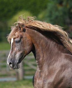 A21C2275 Welsh Section D Cob Stallion-Wishaw Revelation (28 Years)- Wishaw Stud, UK