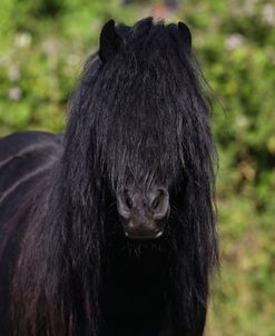 A21C2536 Fell Stallion, Severnvale Fells, UK