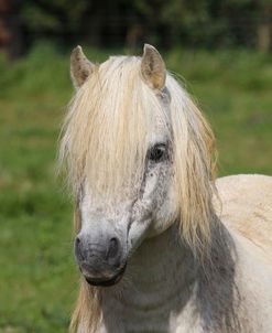 A21C2633 Welsh Section A Stallion, Butts Farm Rare Breeds, UK