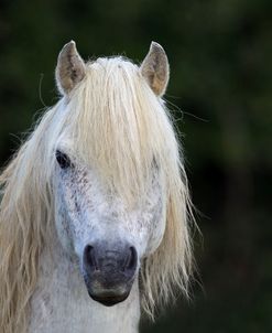 A21C2671 Welsh Section A Stallion, Butts Farm Rare Breeds, UK Barbed Wire Removed