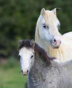 A21C2714 Welsh Section A Mare and Foal, Butts Farm Rare Breeds, UK