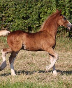 A21C2102 Welsh Section D Cob Foal, Wishaw Stud, UK