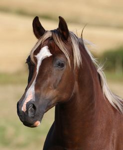 A21C2178 Welsh Section D Cob Mare, Wishaw Stud, UK